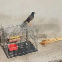 پرنده