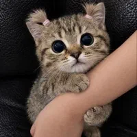 تلگرام پرمیوم تیک آبی 1 ماهه