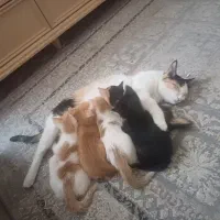 گربه خانگی رایگان