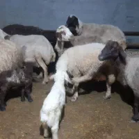 گوسفند یا بز وبزغاله با بره میش داشتی