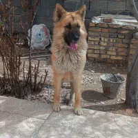 سگ ژرمن میکس