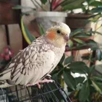 عروس هلندی نر