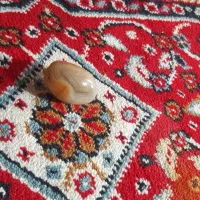 سنگ مهره باباقوری اصل