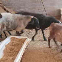 گوسفند میش بره رومانو ف