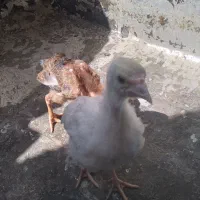 فروش جوجه بوقلمو وجوجه لاری