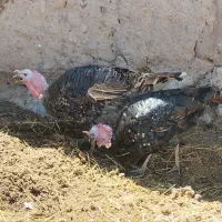 فروش بو قلمون جوان نر ش