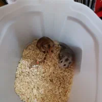 خرگوش مینیاتوری