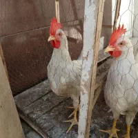 جوجه خروس سفید