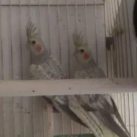 عروس هلندی جفت مولد
