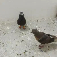 نر و ماده کاکلی و زرنگ گرفتنی
