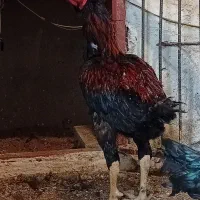 خروس لاری اوشامو