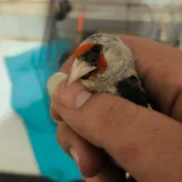 سهره مست خون درشت فوق کشیده