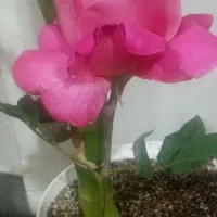 گل بوته رزمحلی ضمانتی