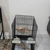 قفس پرنده و کیف مسافرتی حمل پرنده