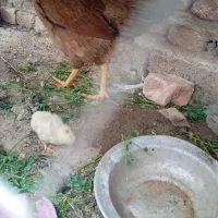 مرغ وجوجه