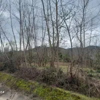 فروش چوب صنوبر