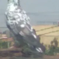 کبوتر اوچوم چیل ایچح