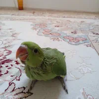 جوجه ملنگو ۳۵ روزه