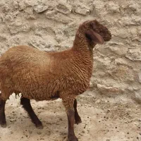 بره قوچ هترو