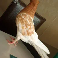 کفتر