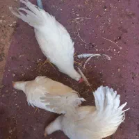۳عدد جوجه ۴ماهه