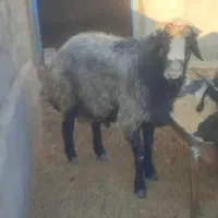 قوچ بزرگ برای گوسفند