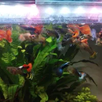 بچه گوپی و مولی اپاچی