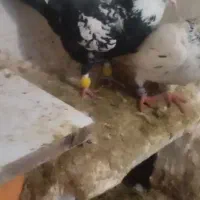 سینه دم نر کاکل پرشی