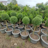 مورت|گل و گیاه طبیعی|نشتارود, |دیوار