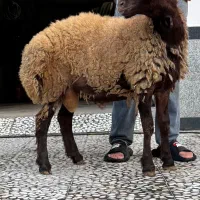 بره نر افشاری