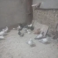 کبوتر  صید