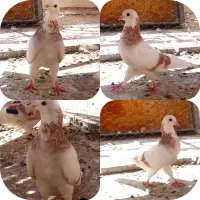 کفتر کبوتر شازده سرور شازده زرد