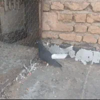 دمسفید