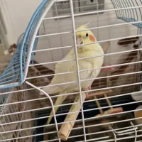 عروس هلندی