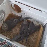 جوجه عروس هلندی