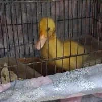 اردک