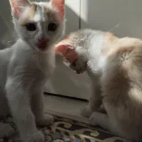 واگذاری رایگان دو گربه سه ماهه