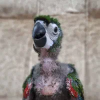 آرا پیشونی بلوطی کله بلوطی کاکادو کاسکو ماکائو