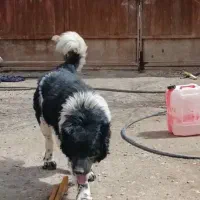 واگزاری نر وماده درشت