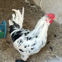 مرغ و خروس لری و اردک
