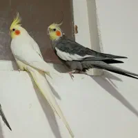 گمشده عروس هلندی