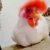 خروس محلی سفید به شدت تند زرنگ