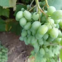 قوره|خوردنی و آشامیدنی|سنندج, |دیوار