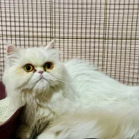 گربه پرشین سوپرفلت