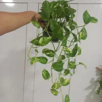 آویز|گل و گیاه طبیعی|رشت, حومه رشت|دیوار