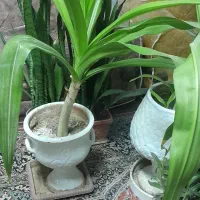 گل سوسن گهواره موسی سانسوریا آگلونما