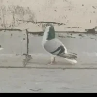 کبوتر ماده دم گیر