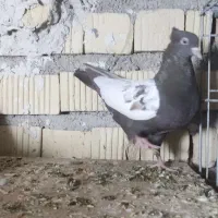 کبوتر کفتر ماده بهبهانی