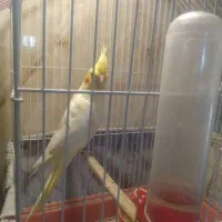 فروش