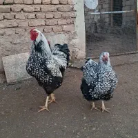 جوجه ویاندوت